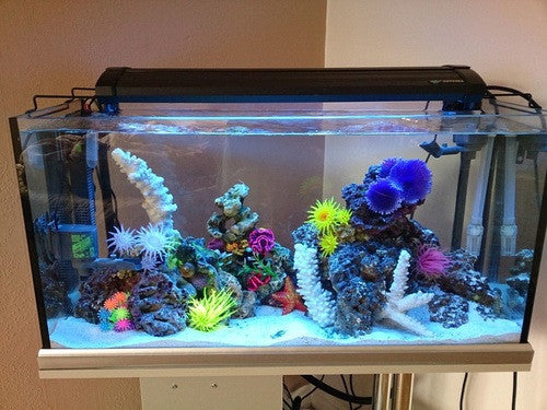 The Easiest Way to Setup a Saltwater Aquarium: Part 1 –