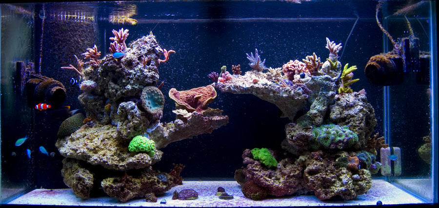 The Easiest Way to Setup a Saltwater Aquarium: Part 2