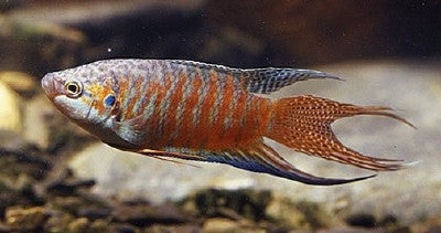 Aquarium Care for Freshwater Fish