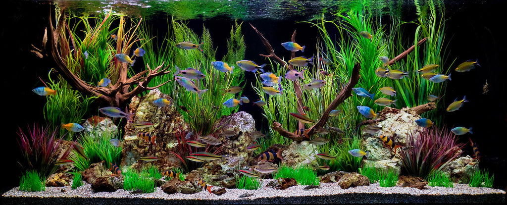 Caring for Freshwater Aquariums