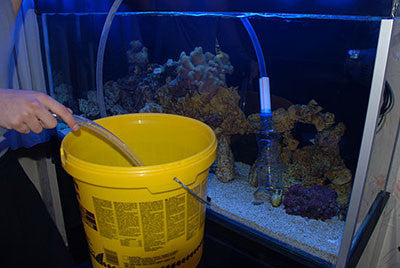 The Easiest Way to Setup a Saltwater Aquarium: Part 3 –