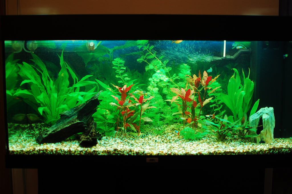 Understanding Aquarium Filtration: Different Types of Filters to Consider