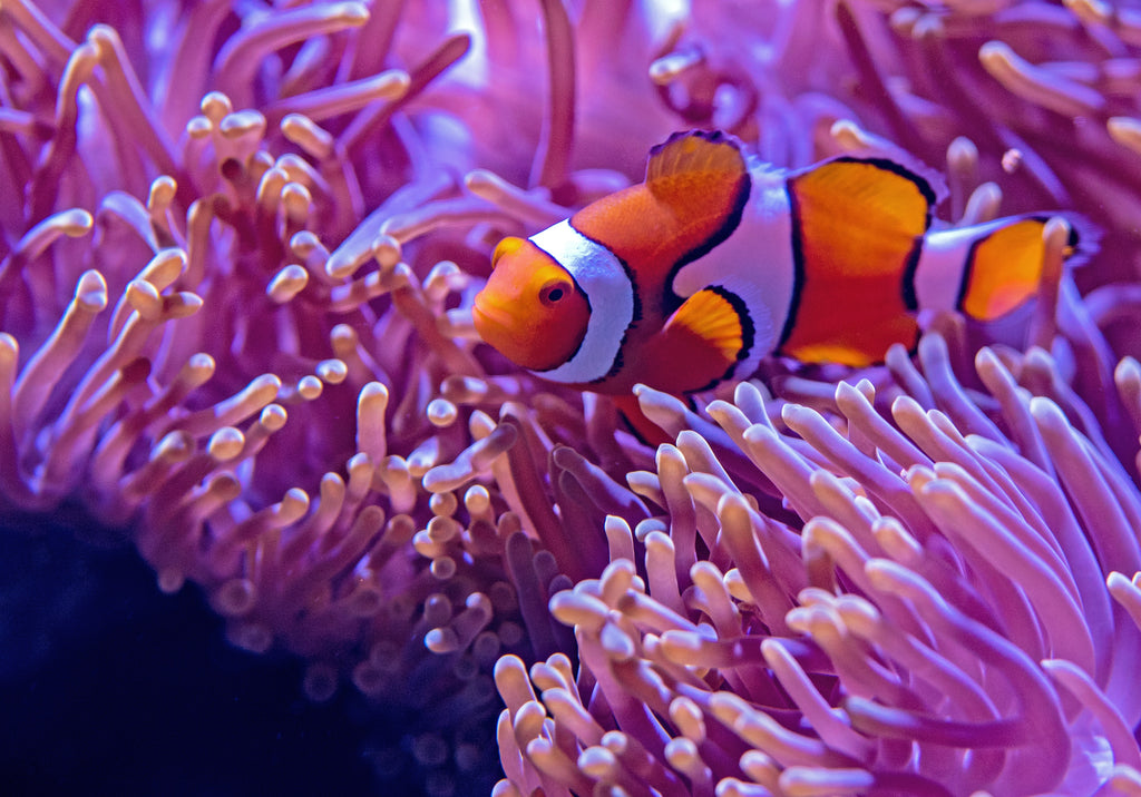 Keep Your Aquarium Clean with Pinky Filter Aquarium Floss